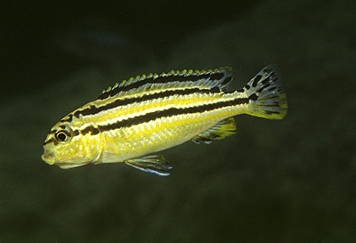 Melanochromis auratus 'Thumbi West Island'